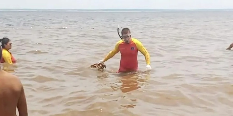 VÍDEO: Banhistas encontram esqueleto humano em praia do Rio Negro, no AM