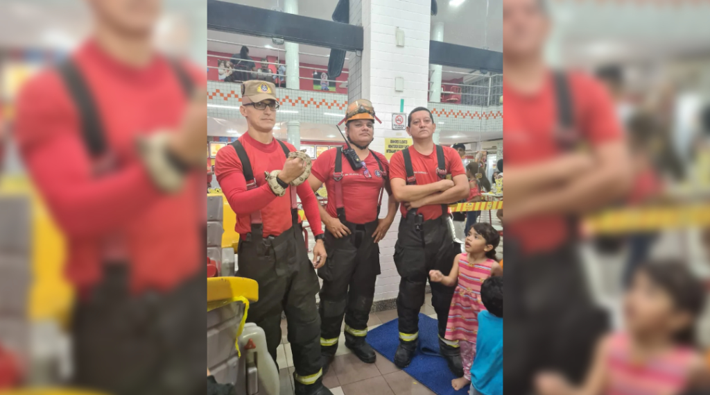 Cobra é achada dentro de brinquedo de sorveteria em Manaus
