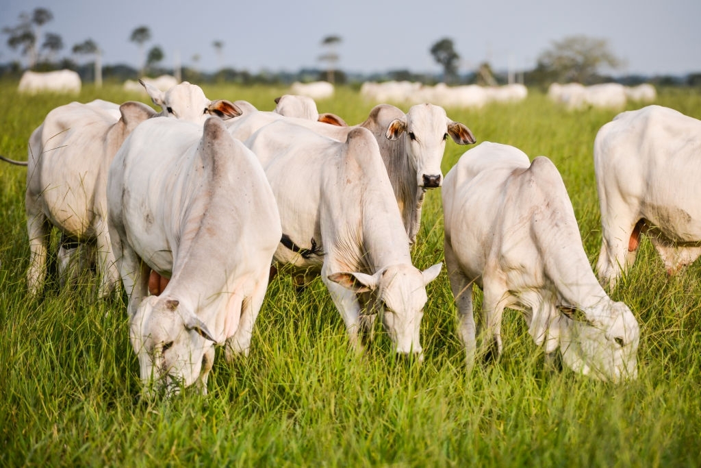 Valor da produção agropecuária do Acre é maior que a de cinco Estados