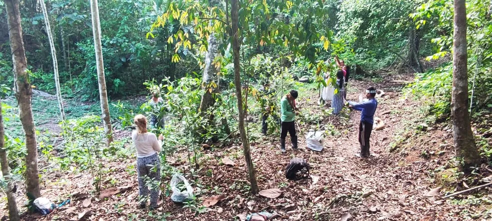 Com sistema agroflorestal, indígenas apostam em projeto para recuperar 305 hectares de área degradada no AC