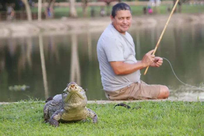 Professor no Acre vira amigo de jacaré e pesca para alimentar o animal
