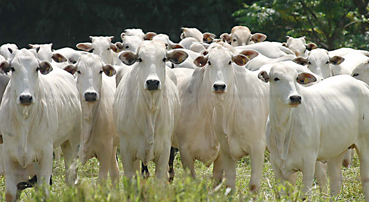 IDAF anuncia mudança em calendário oficial de declaração de rebanhos