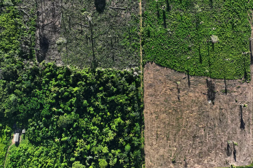 Alertas de desmatamento em janeiro na Amazônia apontam queda