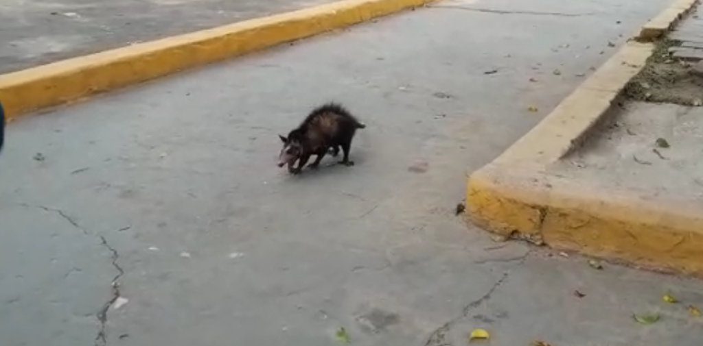VÍDEO: Mucura é flagrada ‘passeando’ pelo Centro de Cruzeiro do Sul