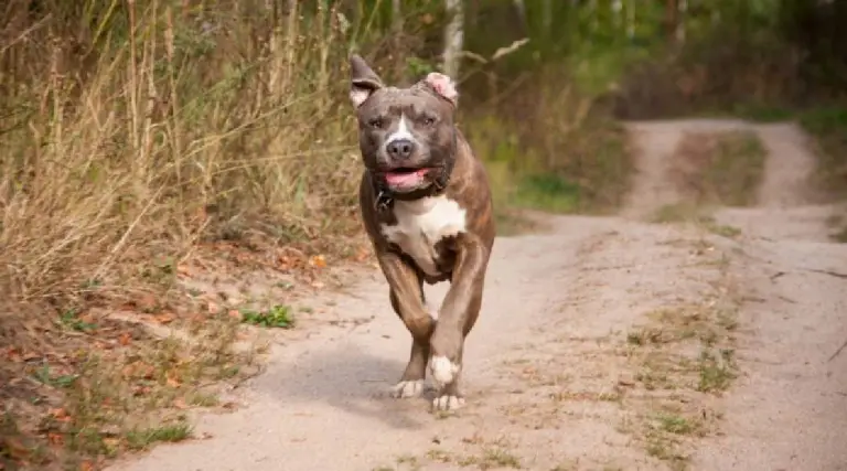 Idosa é atacada por oito pitbulls e morre em sítio na região metropolitana de SP