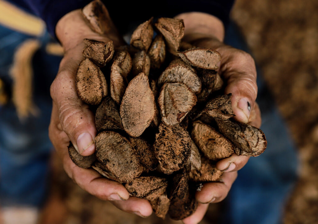 Castanha: a riqueza da floresta em pé