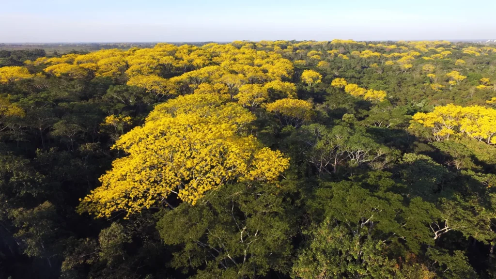 Acre tem duas florestas mais pressionadas pelo desmate