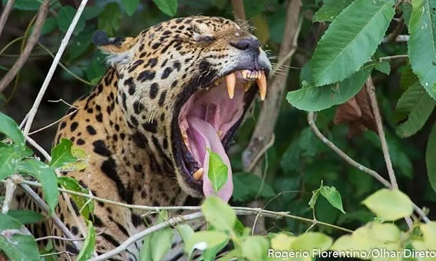 Amazônia: estudo mostra que onças estão em áreas ameaçadas pelo homem
