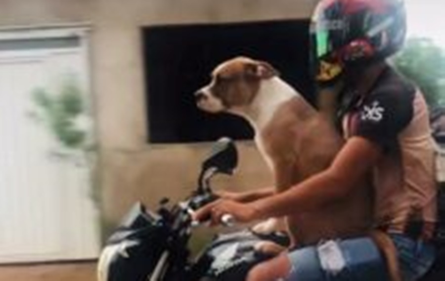 VÍDEO: Jornalista flagra cachorro andando de moto em Rio Branco