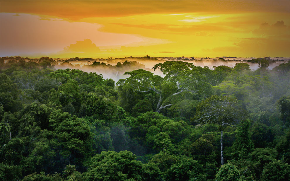 Governo instala comissão para zerar desmatamento no Brasil até 2030