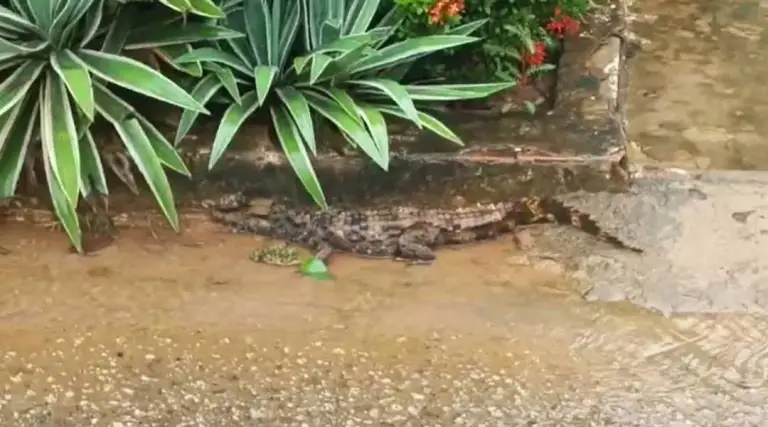 Jacaré de mais de um metro sai de bueiro e assusta moradores no interior do Acre