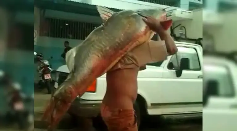 Jaú de aproximadamente 50 kg é pego no Rio Juruá em Cruzeiro do Sul; assista