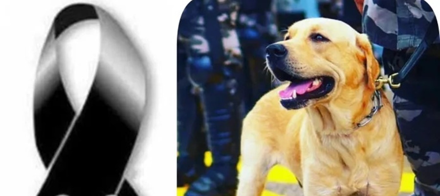 ‘K9 Dante’, cão policial do Bope, morre vítima de câncer