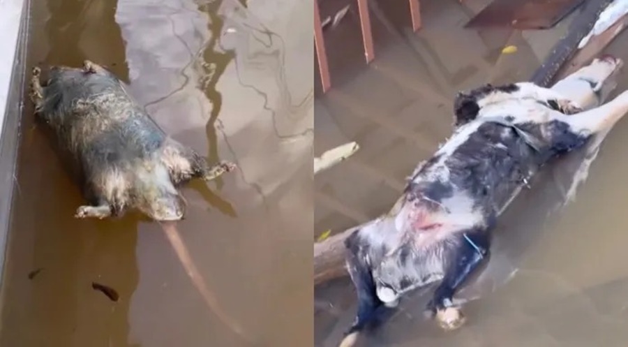 Influenciadora mostra ratos e cachorros mortos nas águas do rio Acre