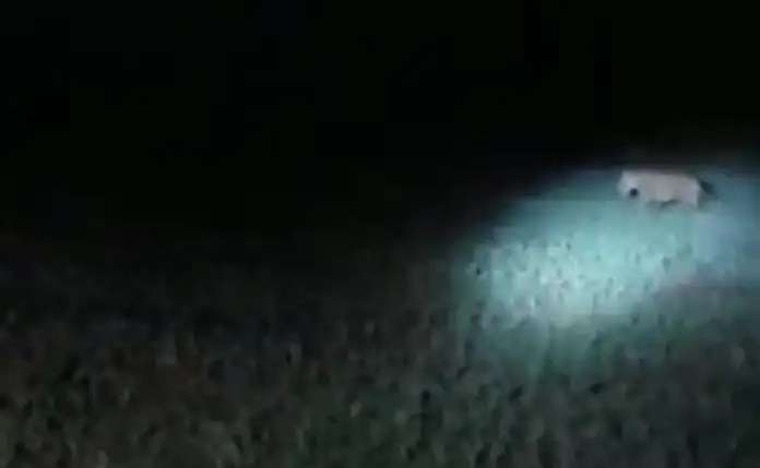 No Acre, fazendeiros flagram onça-pintada esturrando em área de mata