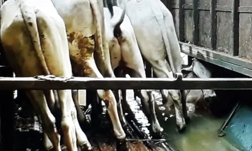 Carreta tomba na BR-364 e bezerros morrem afogados