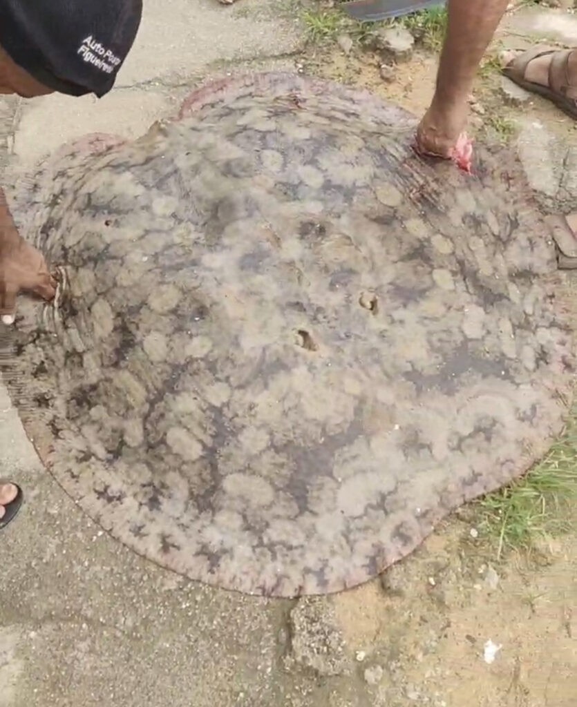 VÍDEO: Arraia de mais de 50 kg é capturada em Cruzeiro do Sul