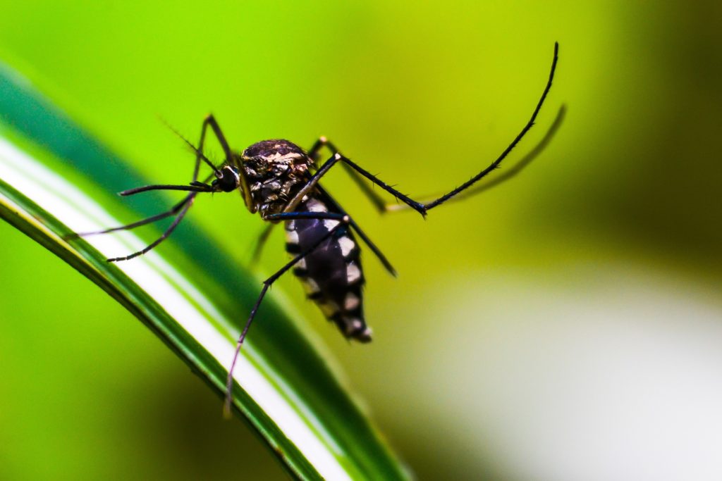 Acre teve quase 5 mil casos prováveis de dengue em 2023 até o mês de abril