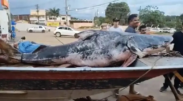Pescadores de Brasiléia fisgam piraíba de 2,5 metros
