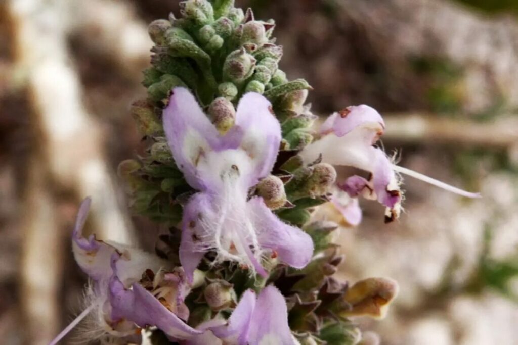 Novo tipo de hortelã natural é descoberta na Amazônia, diz publicação especializada em botânica