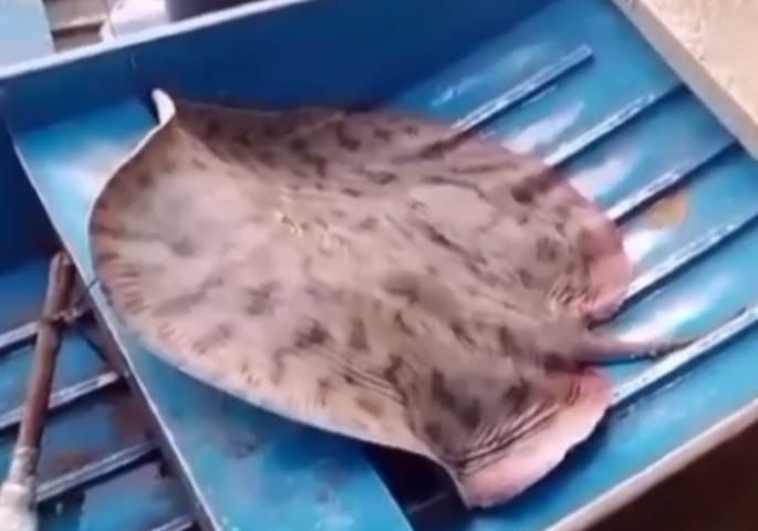 VÍDEO: Pescador fisga arraia gigante no interior do Acre