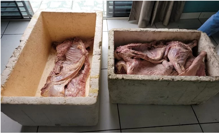 Em Cruzeiro do Sul, homem é preso com 200kg de carne de animais silvestres