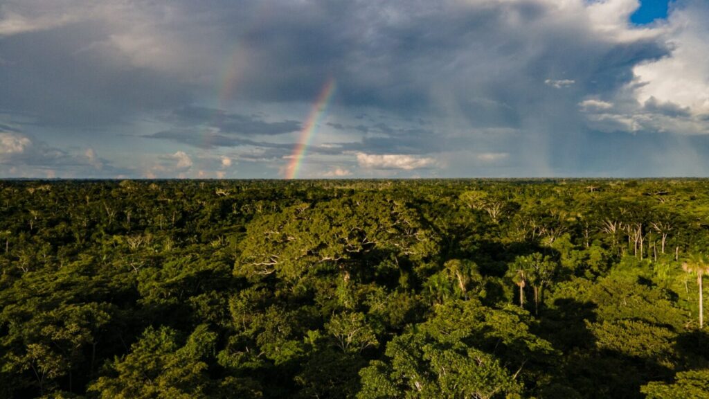 Alertas de desmatamento no Acre reduzem mais de 77% em maio