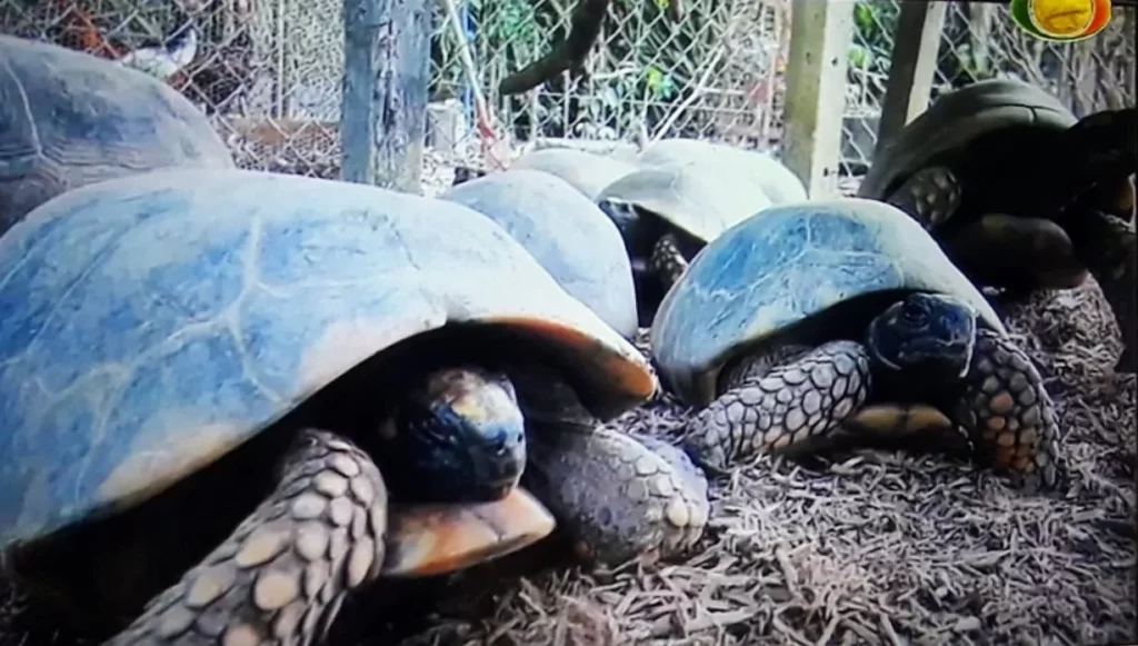 Polícia e direção do Parque Chico Mendes acreditam que jabutis furtados já foram mortos