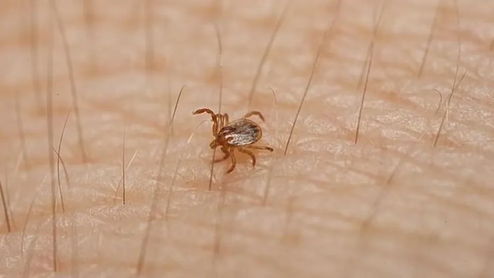 Acre não tem casos de febre maculosa, mas Saúde monitora situação
