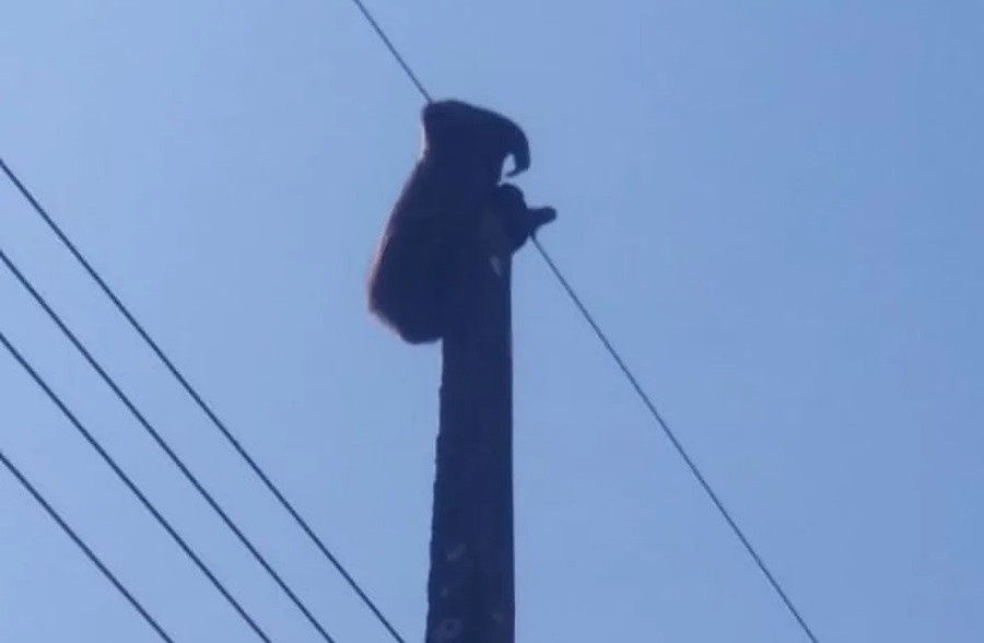 Bicho-preguiça é resgatado de rede elétrica em Cruzeiro do Sul