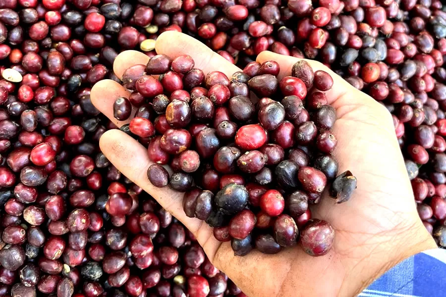 Cresce a produção de cafés “especiais” no Acre