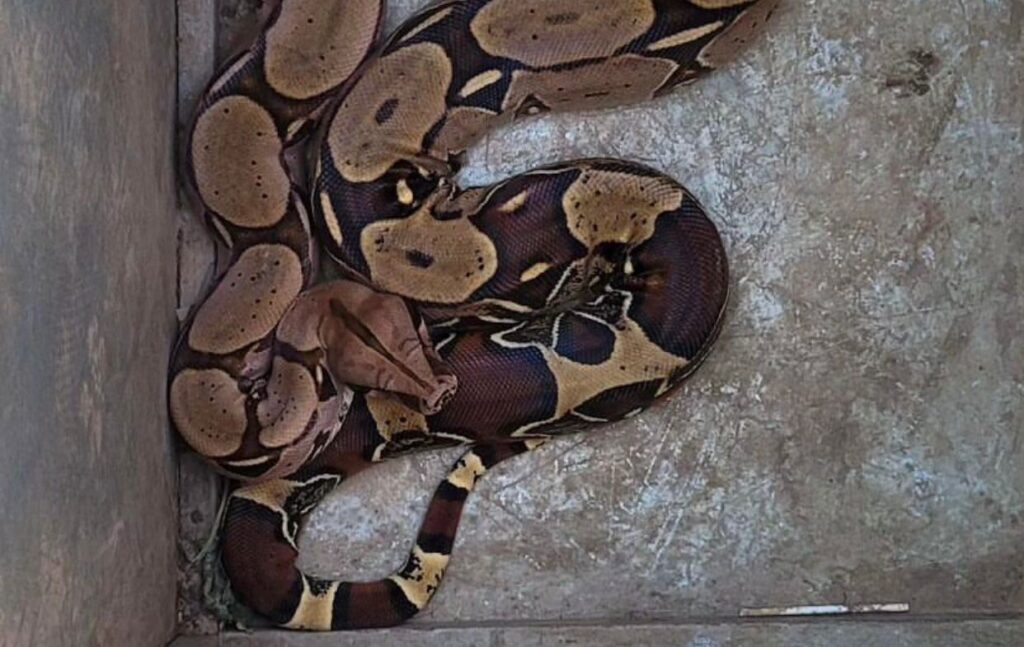 Bombeiros resgatam Jiboia de aproximadamente 1,8 metro no interior do Acre