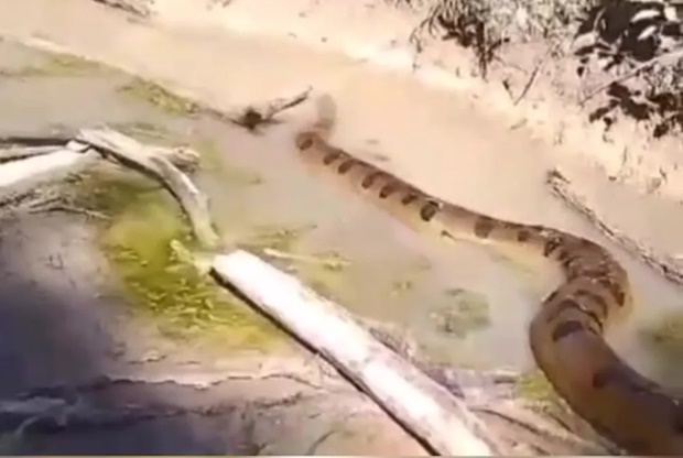 Moradores flagram sucuri com cerca de 5 metros em igarapé no interior do Acre