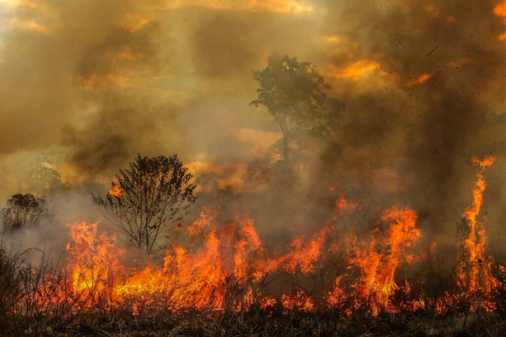 Governo do Acre institui o Agosto Verde, contra queimadas e incêndios
