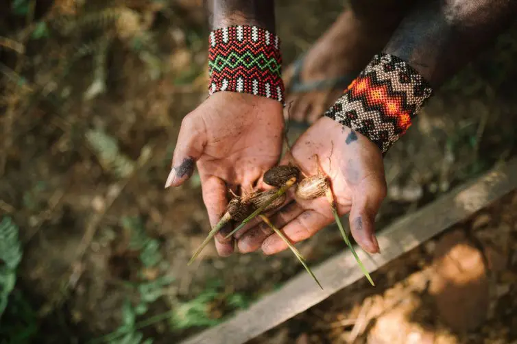 Puyanawas no Acre lideram ações de reflorestamento na Amazônia