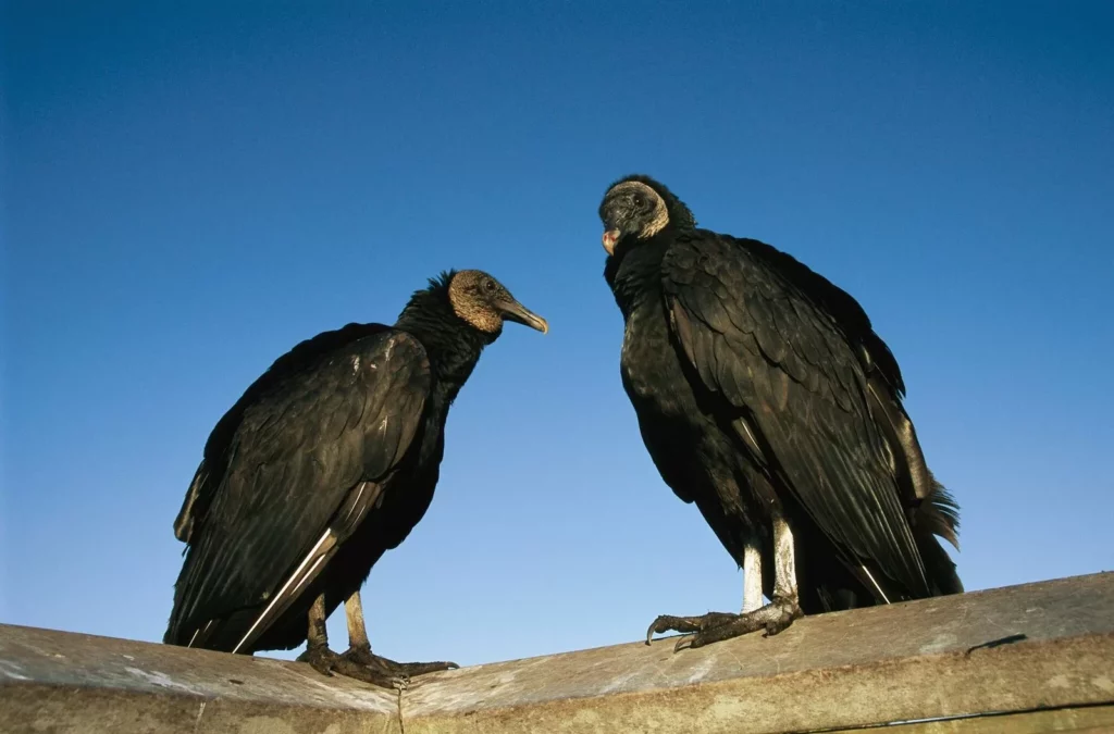 Levantamento destaca que Urubus causaram falta de energia para quase 216 mil acreanos