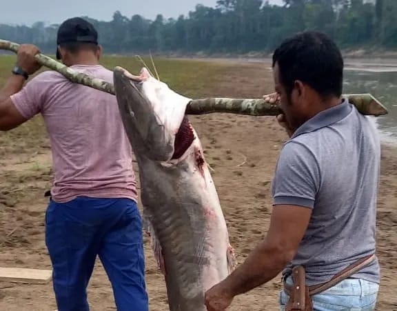 Irmãos capturam peixe gigante de 80 kg durante pesca no interior do Acre