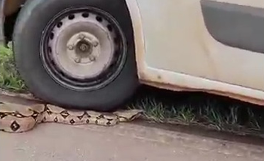 VÍDEO: Equipe do Samu registra imagens de uma jiboia na BR-364