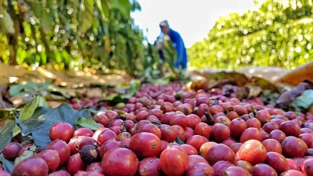 Intercâmbio amplia conhecimentos de produtores de café no Juruá