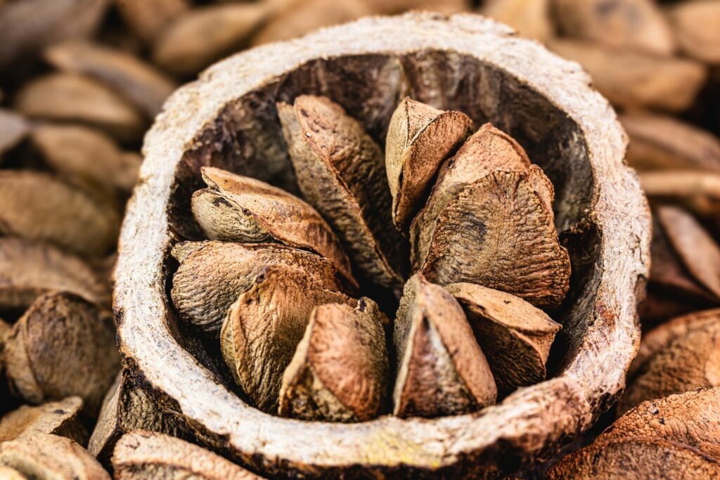 Pesquisadores desvendam fatores que afetam a produção de ouriços pelas castanheiras