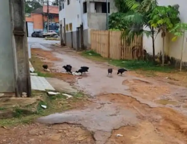 Em Sena Madureira, moradores reclamam sobre a falta da coleta do lixo: “Os urubus fazem a festa”