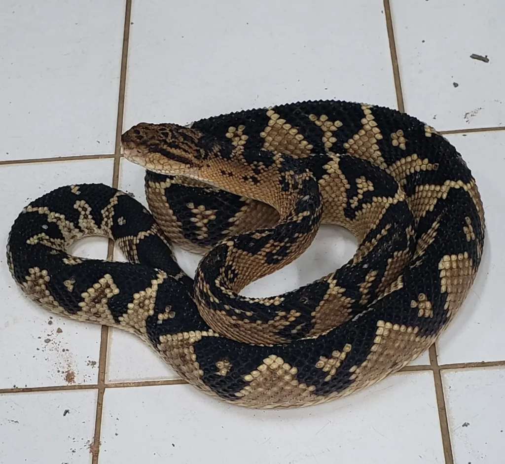 Cobra rara é levada do Acre a instituto do Rio de Janeiro para a produção de soro antiofídico