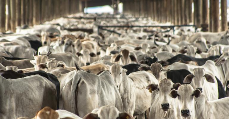 Pecuária brasileira colecionou recordes em 2022