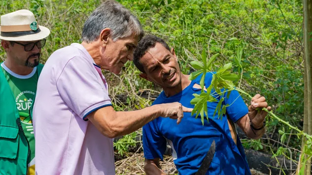Cruzeiro do Sul decreta situação de emergência devido à praga do mandarová