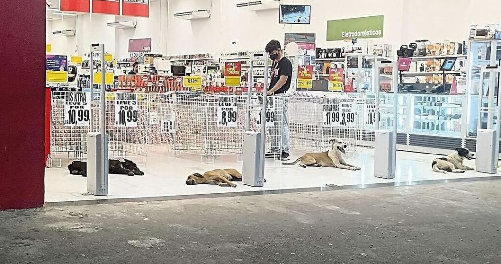 Cães recorrem ao ar-condicionado de loja no centro de Rio Branco para se refrescar do calor