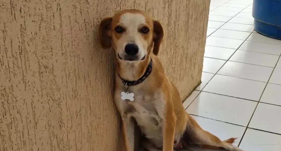 Lei que proíbe condenados por maus-tratos de terem guarda de animais domésticos é sancionada no AC