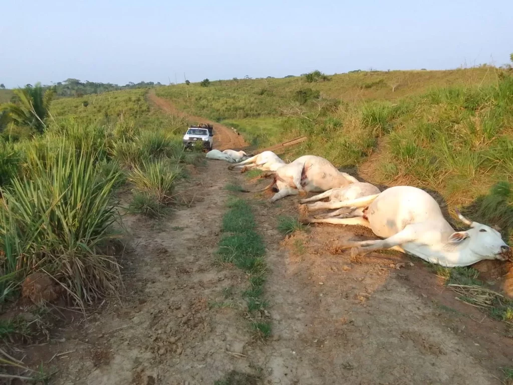Queda de poste causa a morte de sete animais em fazenda no interior do Acre