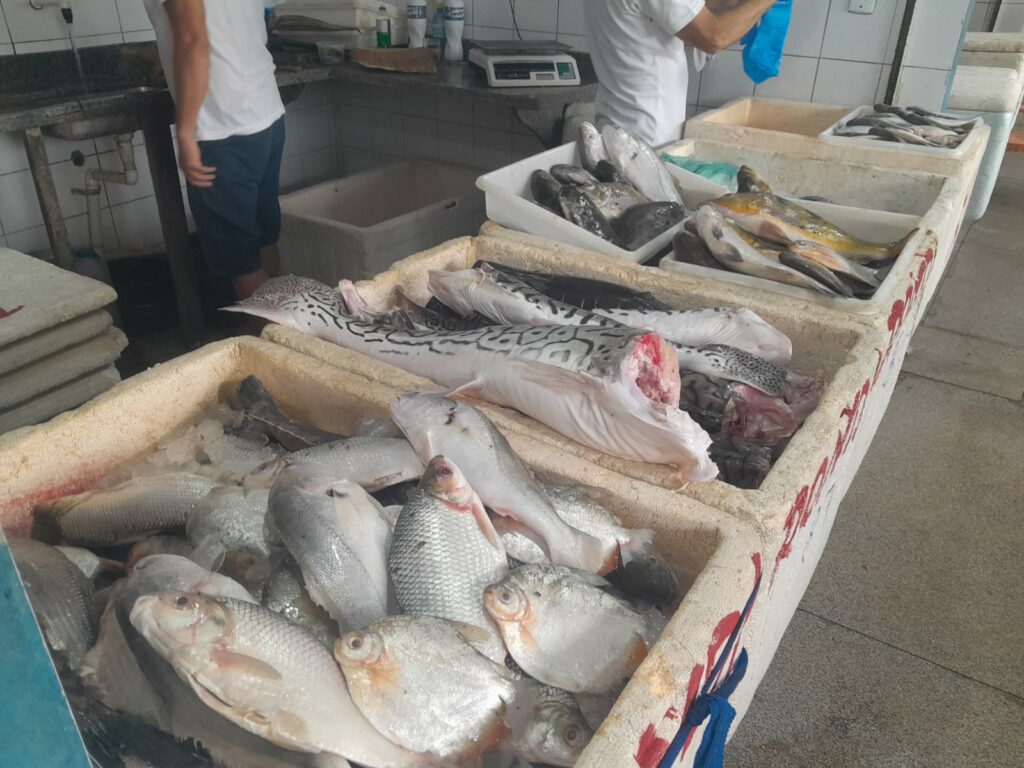 Mercado do peixe em Cruzeiro do Sul é reabastecido com variedade de pescados