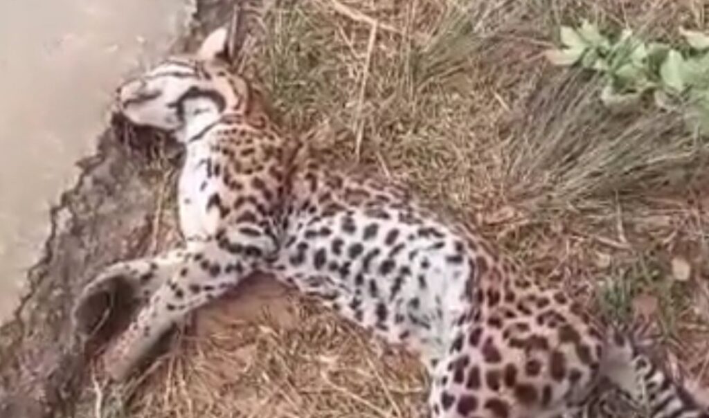 Onça-pintada é atropelada na entrada de cidade do interior do Acre