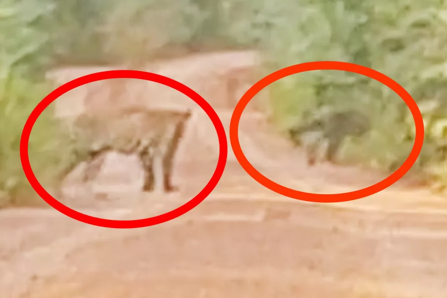 Vídeo: duas onças-pintadas são flagradas em ramal no interior do Acre